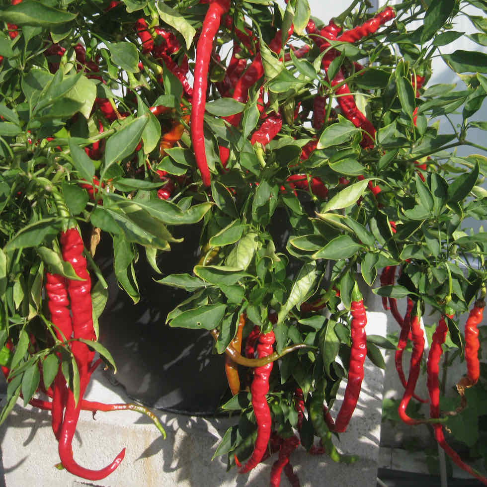 Chilli Pepper Fiery Tongues F1 Seeds - Long Curly Hot Variety (28,000 SHU)