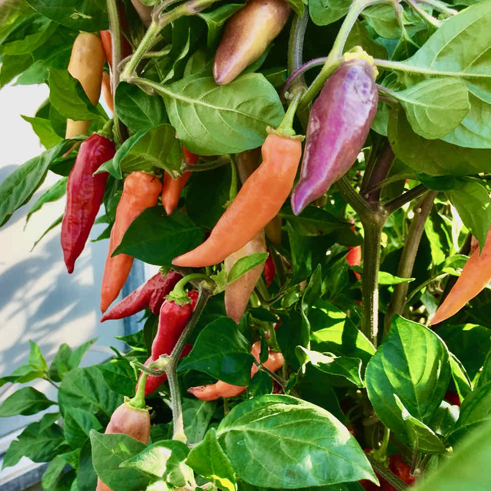 Chilli Pepper Habanero Aroma Seeds - Very Hot Fruity Variety (100,000+ SHU)