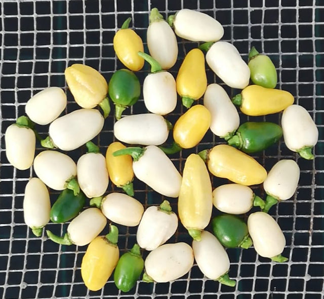 Chilli Pepper Habanero White Heat Seeds | Very Hot Fruity (200,000–300,000 SHU)