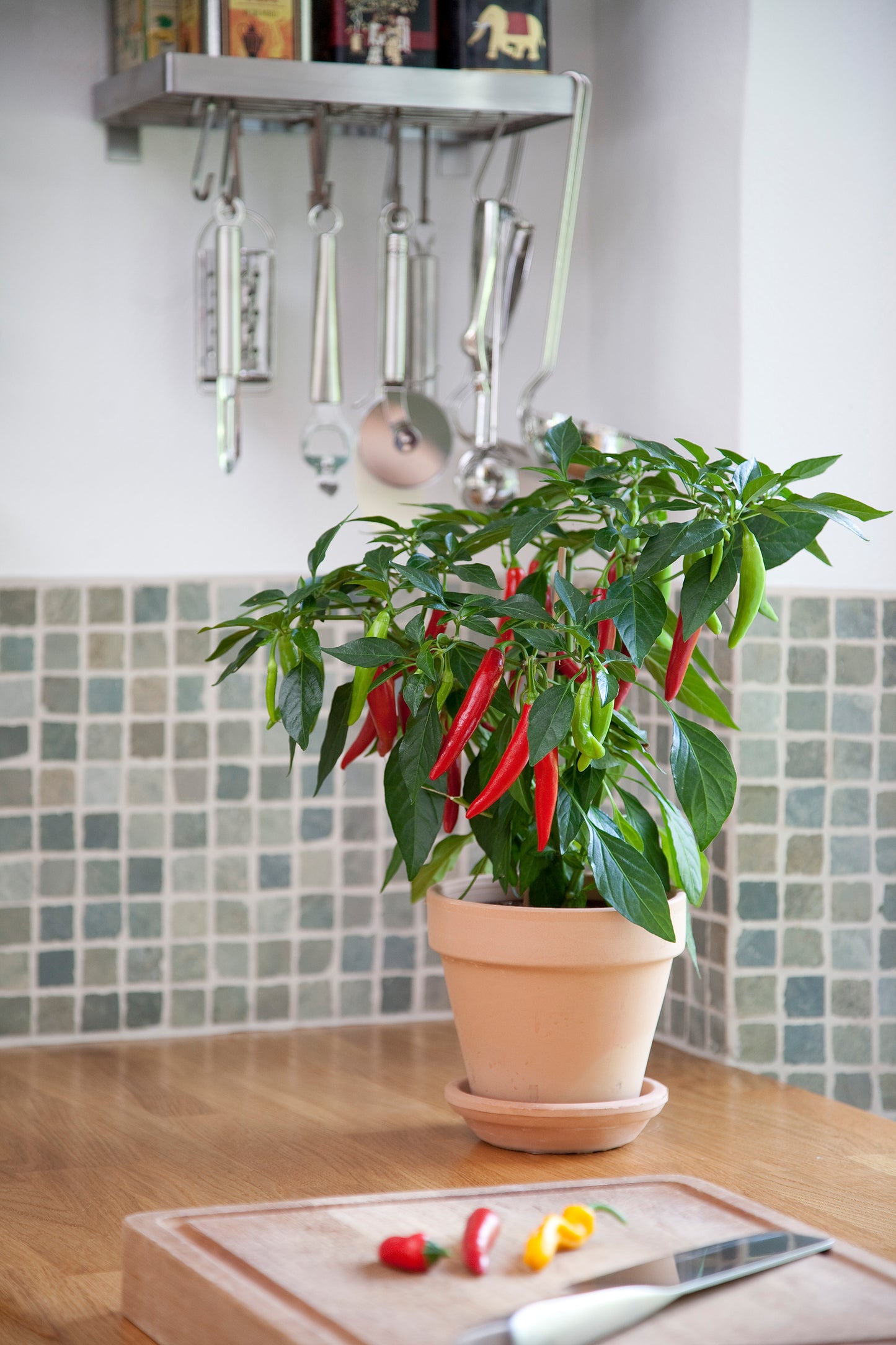 Chilli Pepper Hot Joker Seeds