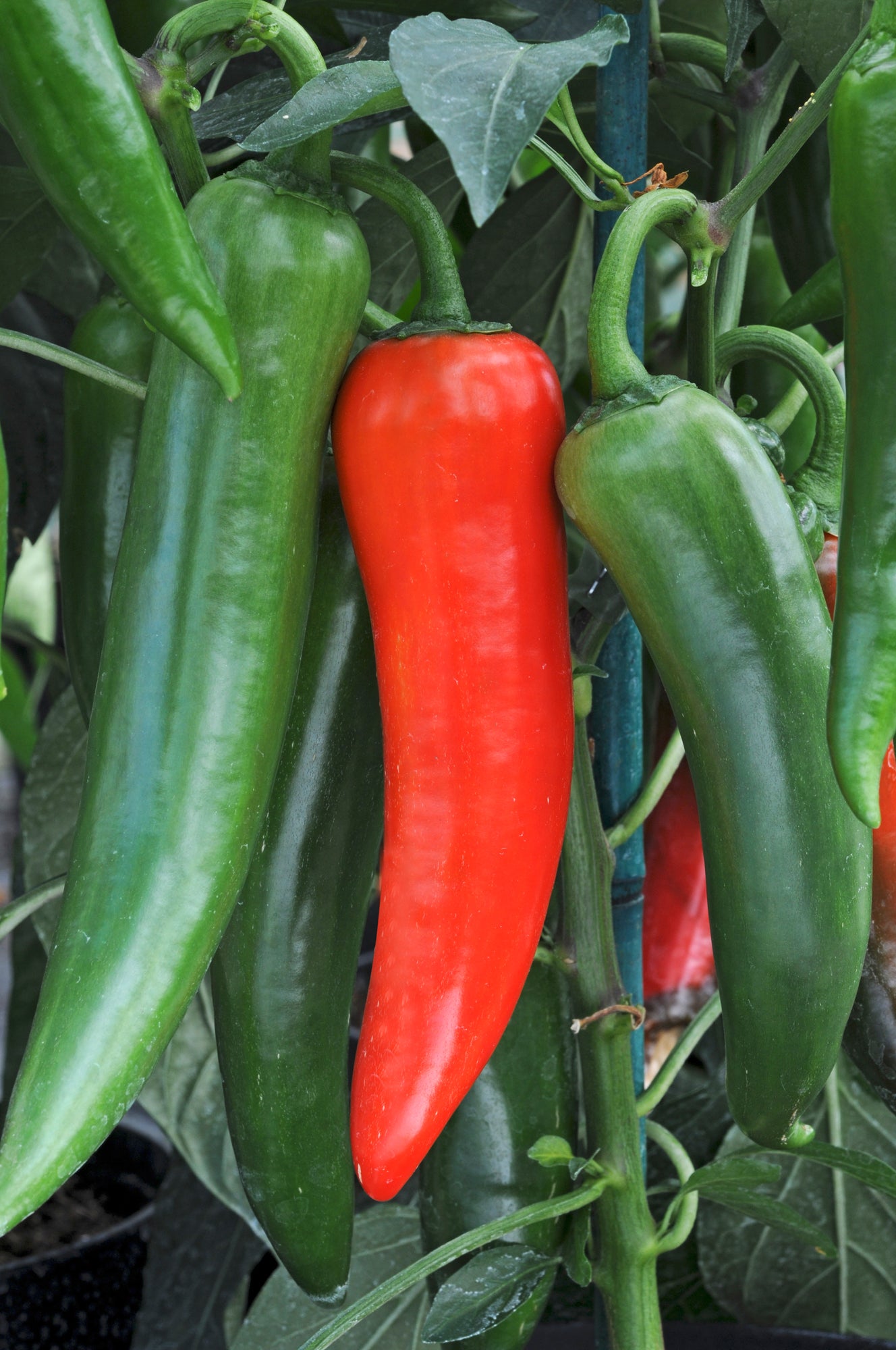 Chilli Pepper Hot Shakira Seeds - High Yield