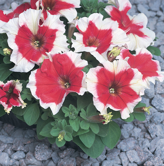 Petunia Express Red Ice Seeds