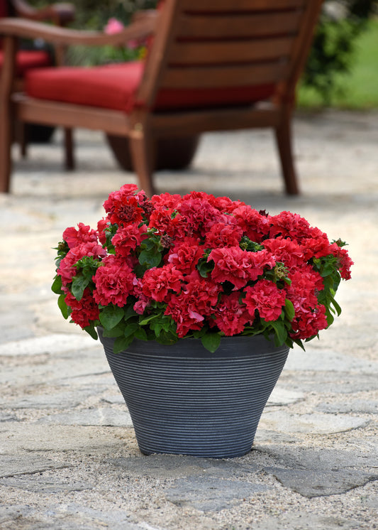 Petunia Double Pirouette Red Seeds