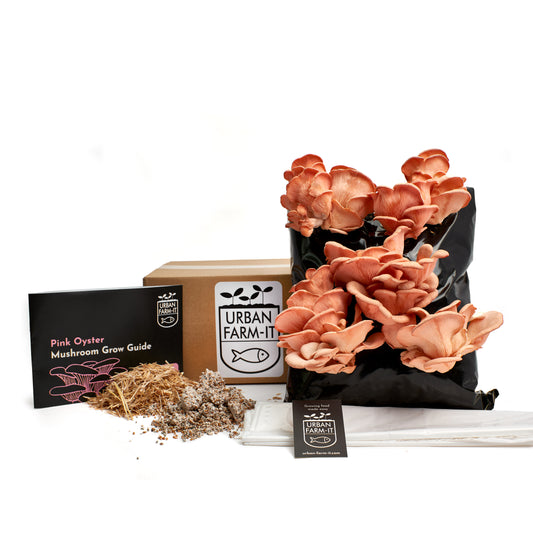 Mushroom - Pink Oyster - Growing Kit