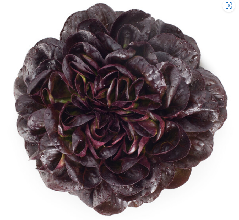 Multileaf Lettuce Salanova Seurat RZ (79 176) Seeds