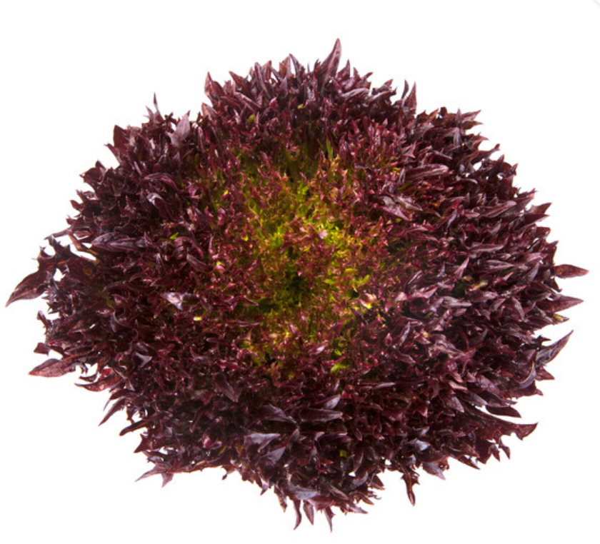 Lettuce Salanova Blastex RZ (79-76) Untreated Seeds