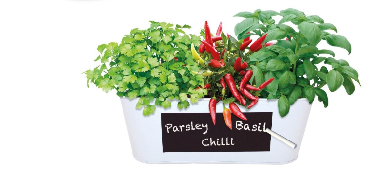Bees Seeds - Spicy and Aromatic Windowsill Kit