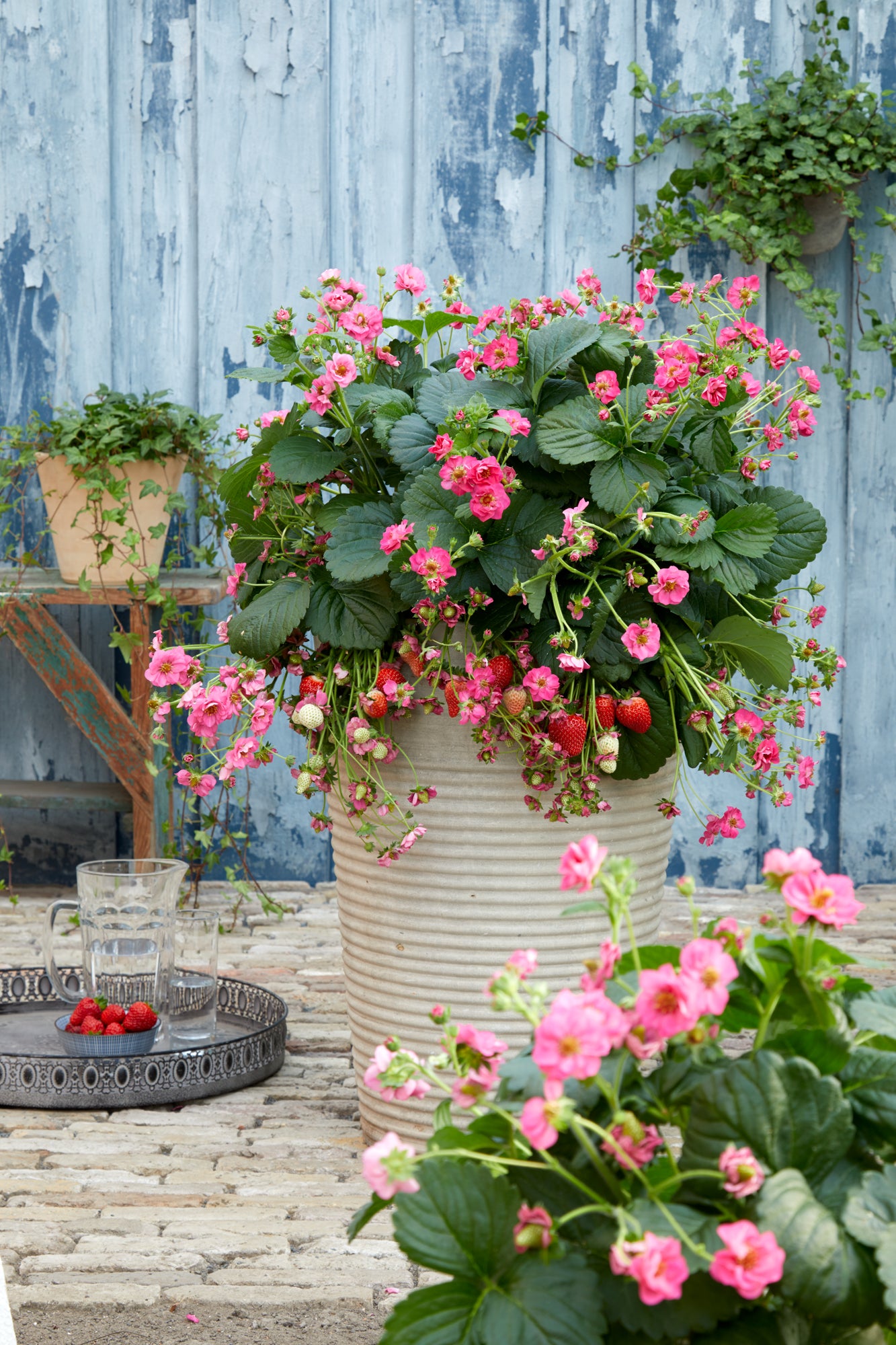 Strawberry Summer Breeze Cherry F1 Hybrid Seeds