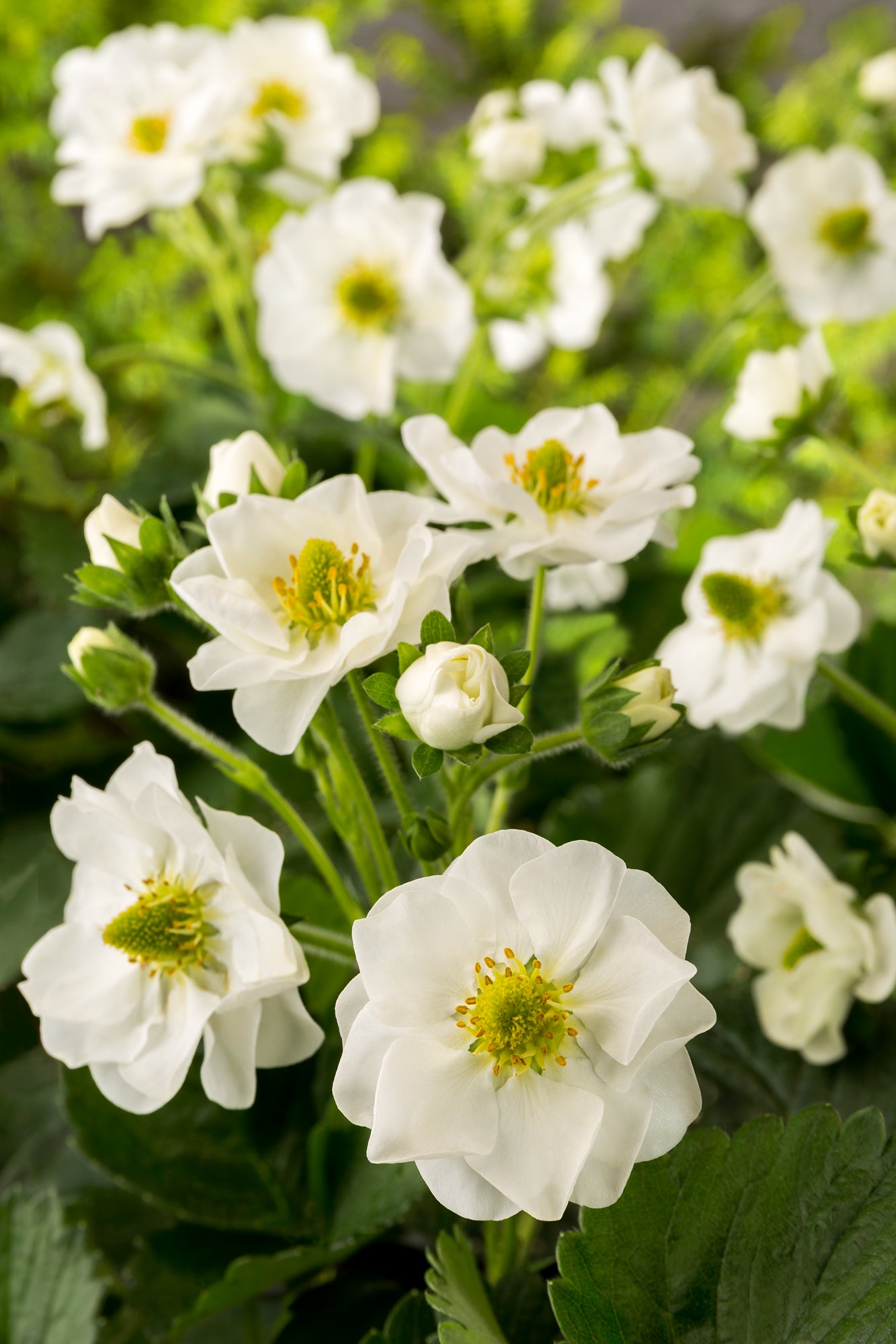 Strawberry Summer Breeze Snow F1 Hybrid Seeds