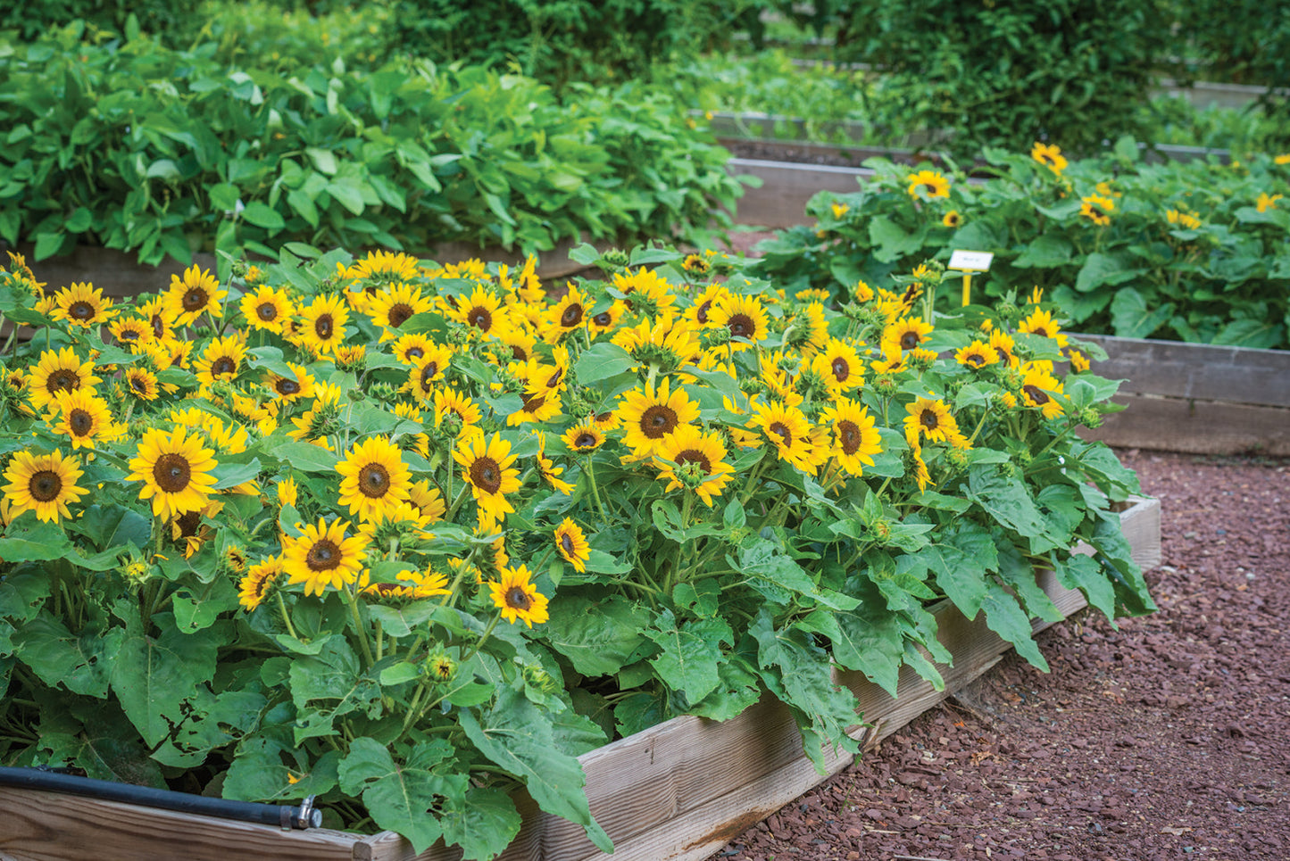 Sunflower Sunray F1 Hybrid Seeds