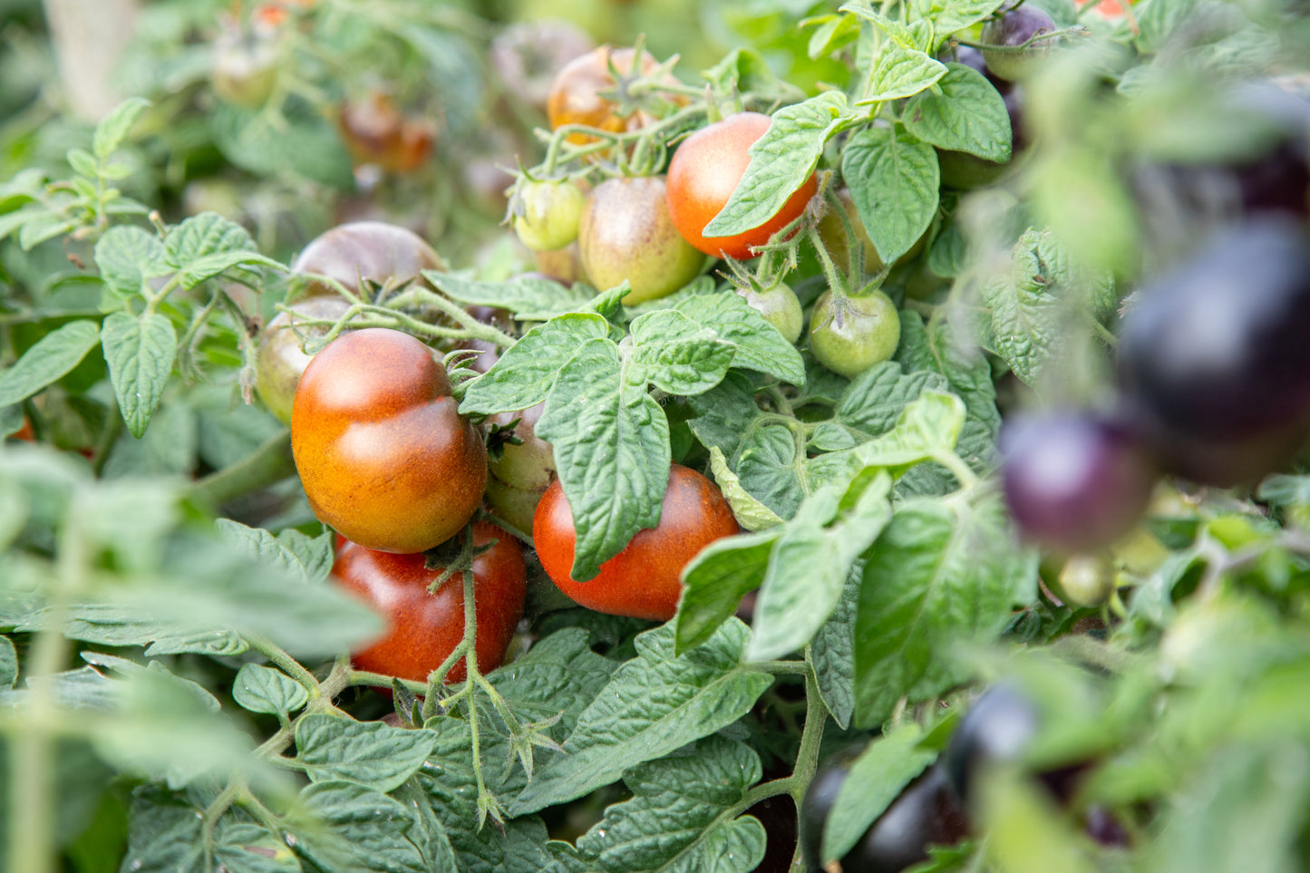 Tomato Akoya F1 Hybrid Seeds