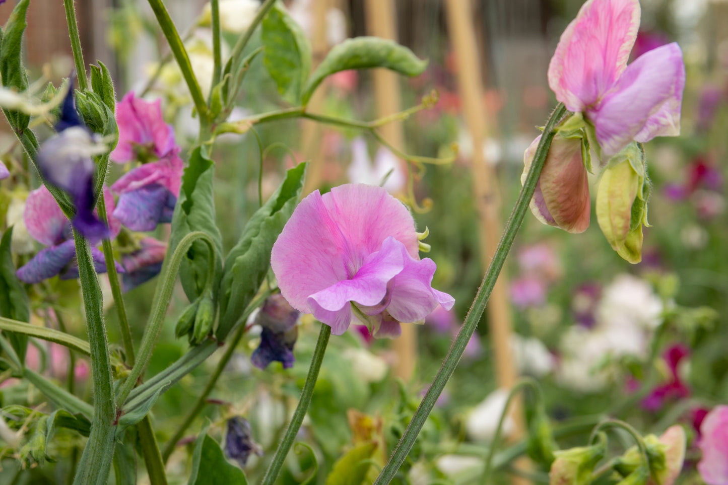 Unwins Little Growers Sweet Pea Fairy Lights Mix 11 Seeds