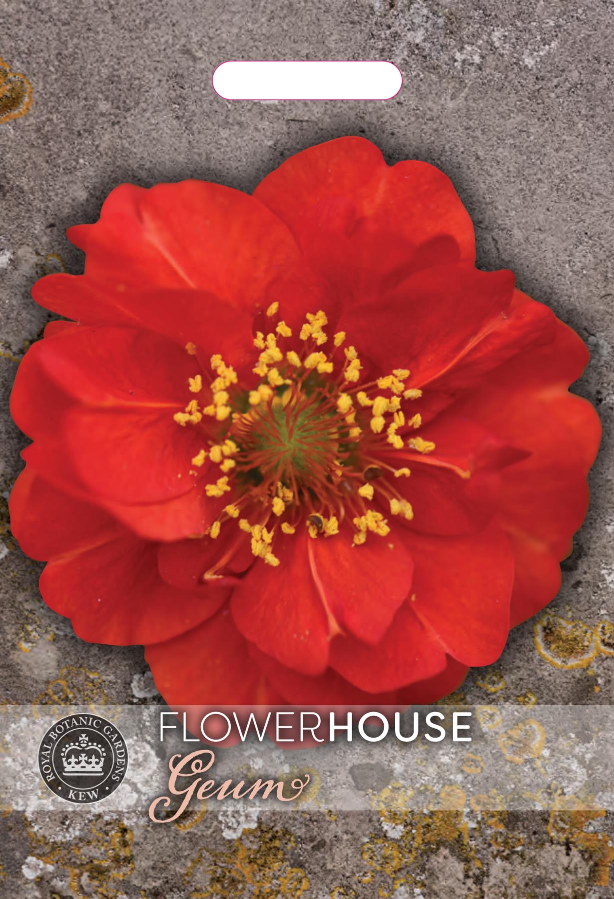 Thompson & Morgan Kew Flower Geum flore plena Blazing Sunset Rubbed - 35 Seeds