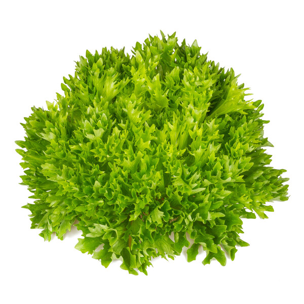 Lettuce Salanova Acuario RZ (79-47) Untreated Seeds