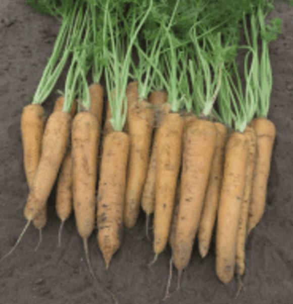 Carrot Yellowstone Seed