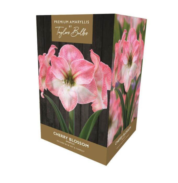 Taylors Amaryllis Bulb Gift Pack - Cherry Blossom - Pink and White
