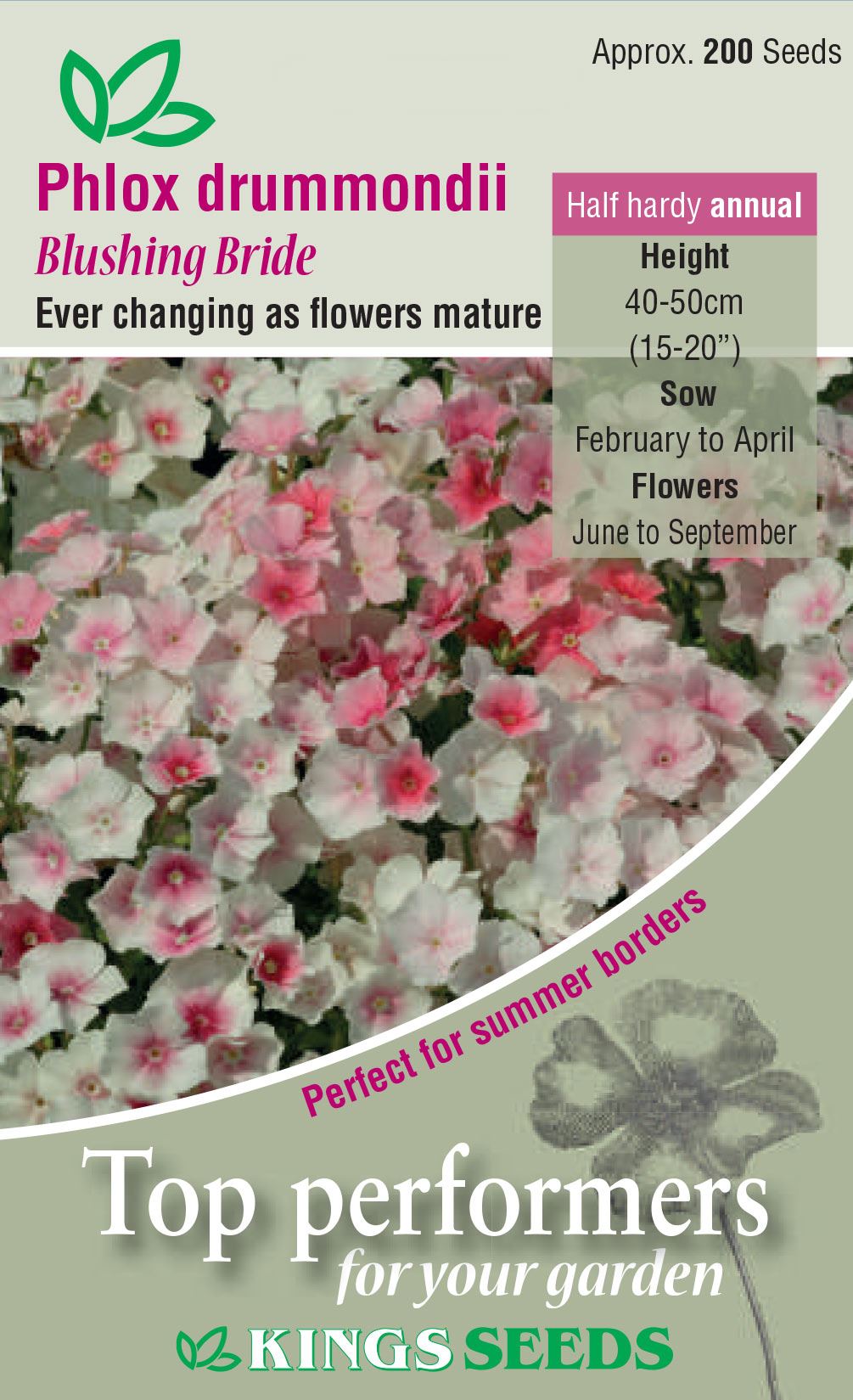 Kings Seeds Phlox Blushing Bride Seeds