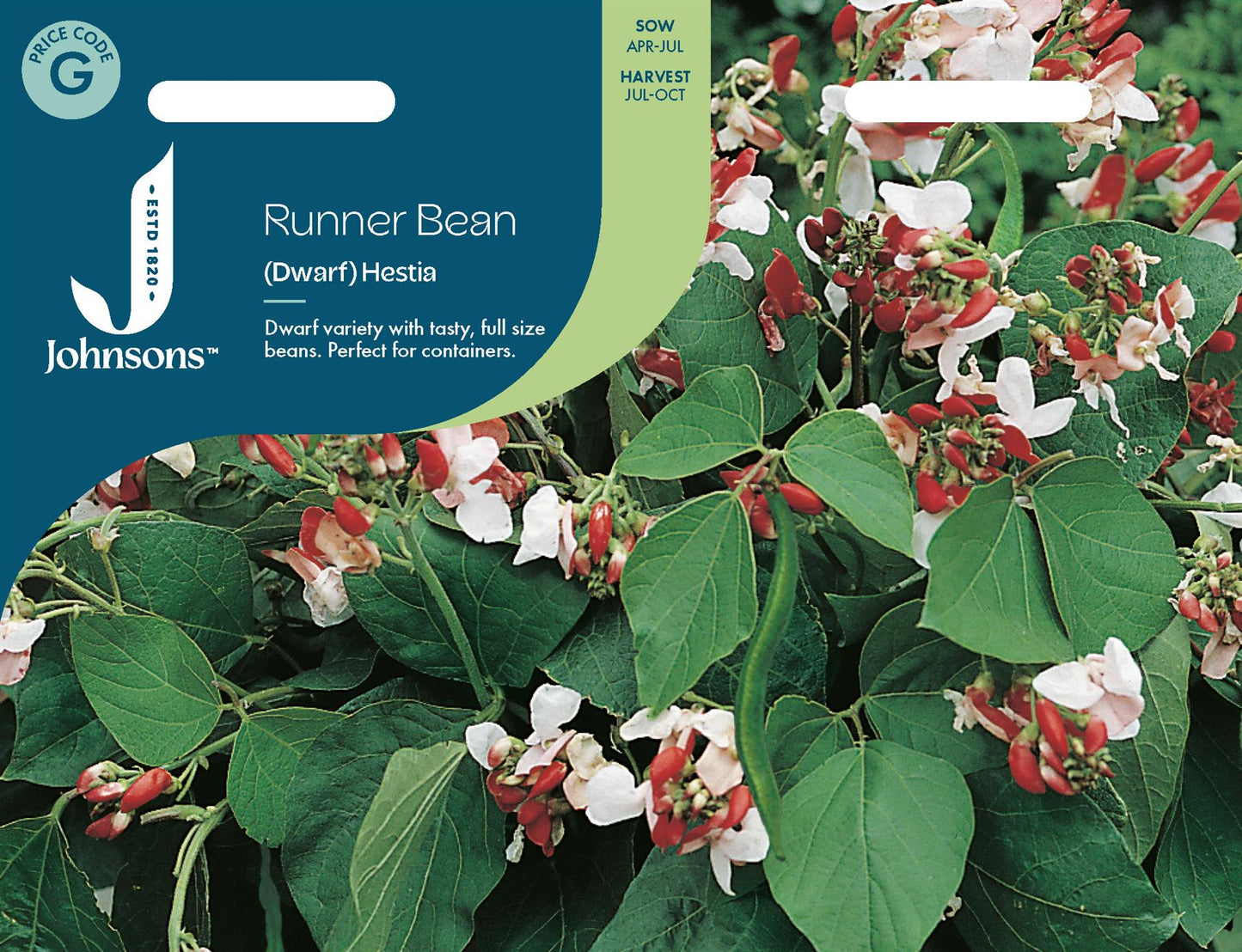 Johnsons - Runner Bean (dwarf) Hestia - 40 Seeds