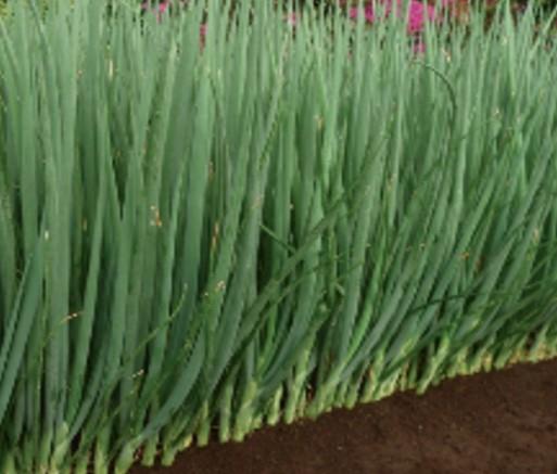 Organic Spring Onion Parade Seed