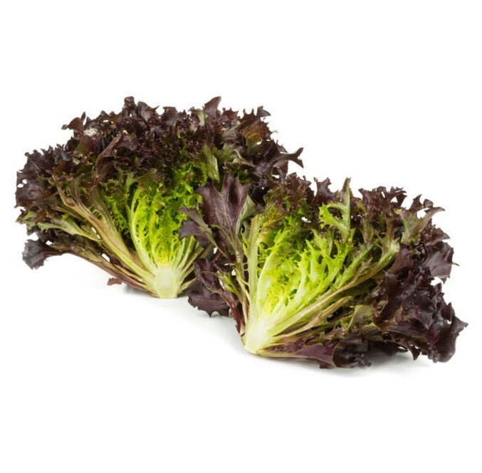 Lettuce Salanova Knox Crisp Frisee Barbex RZ Seeds