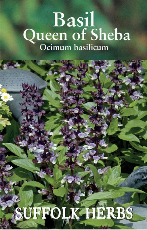 Kings Seeds Basil Queen of Sheba Seeds
