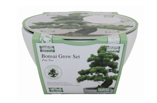 Ribbon Gift - Bonsai Grow Kit - Pine Tree