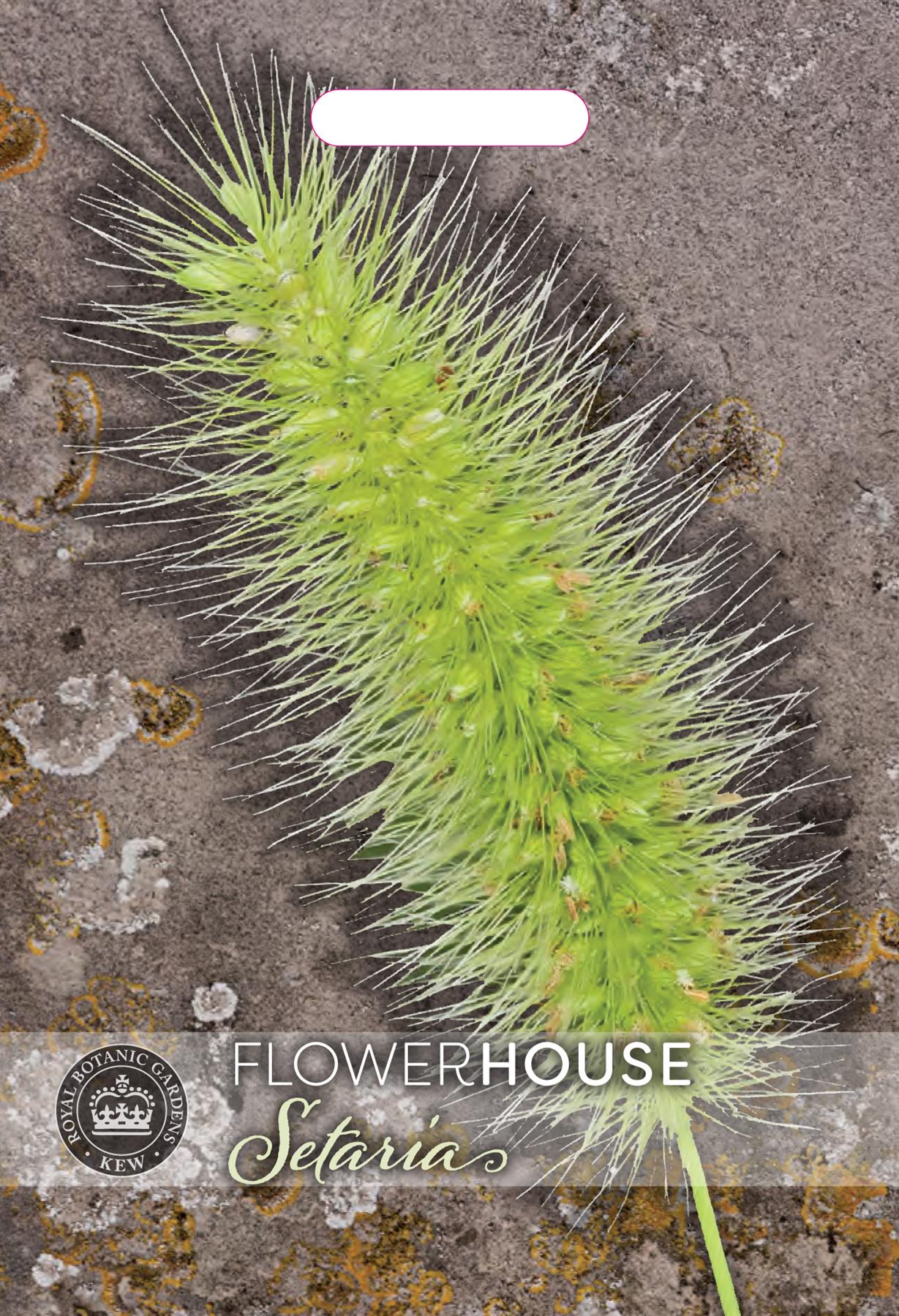 Thompson & Morgan Kew Flower Grasses Setaria viridis Caramel - 150 Seeds