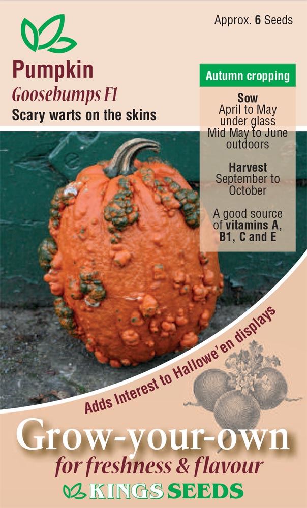Kings Seeds Pumpkin Goosebumps F1 Seeds