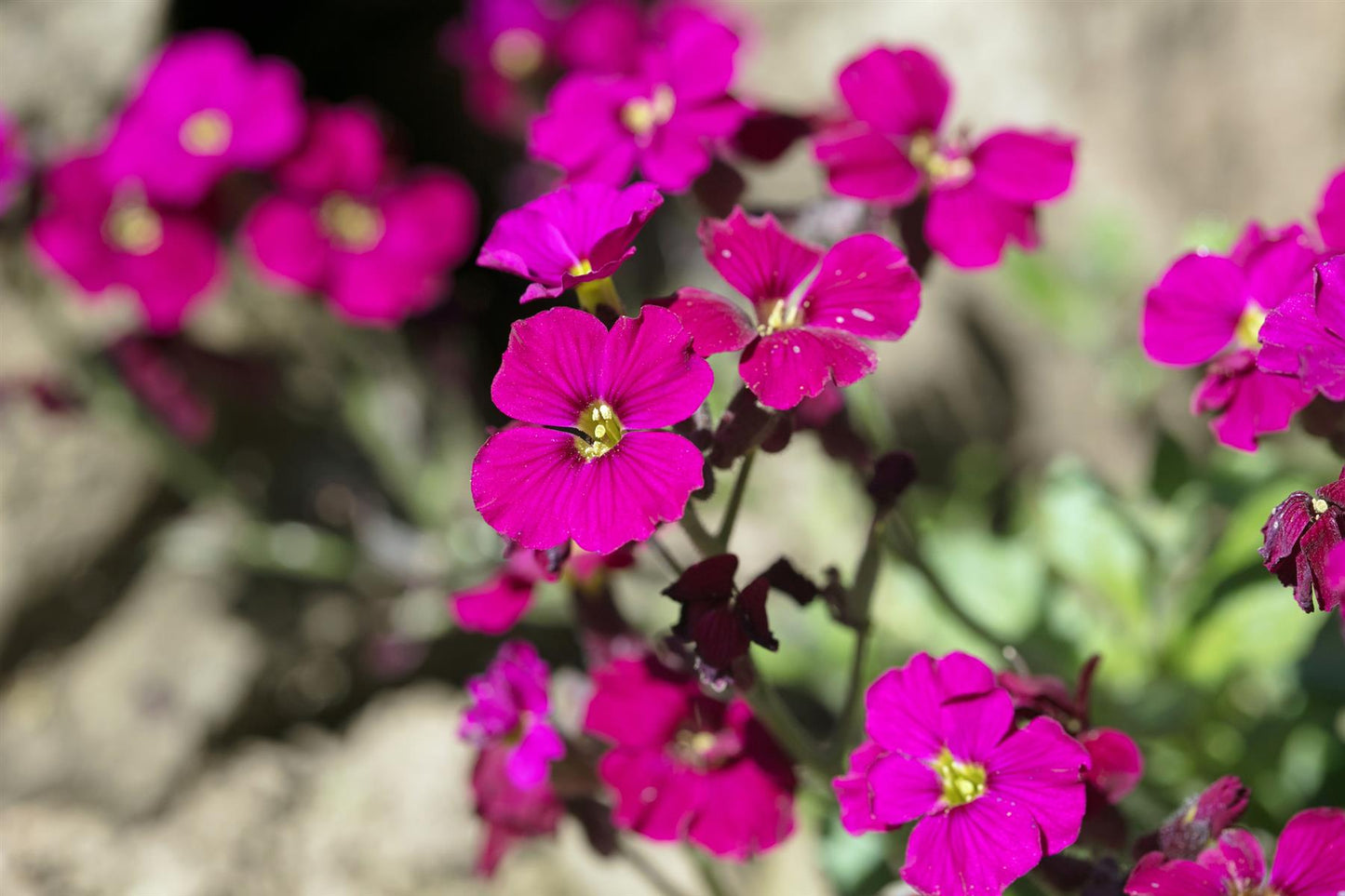 Aubrieta Hybrida Cascade Red Seeds