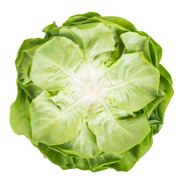 Lettuce Salanova Green Knox Chalmers RZ (79-145) Seeds