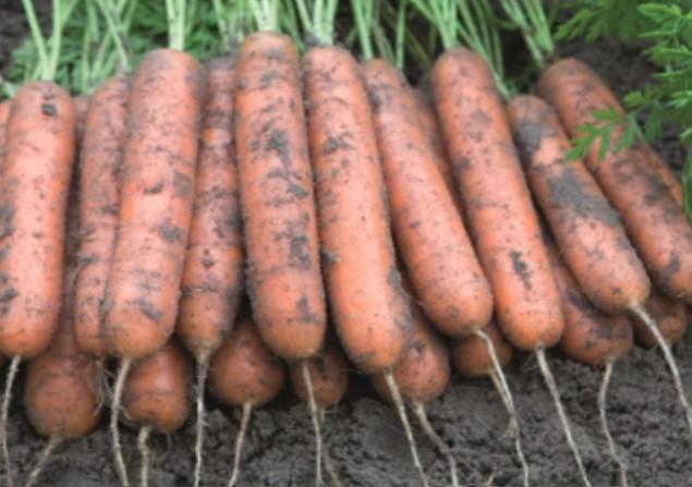Carrot Adelaide F1 Hybrid Seed