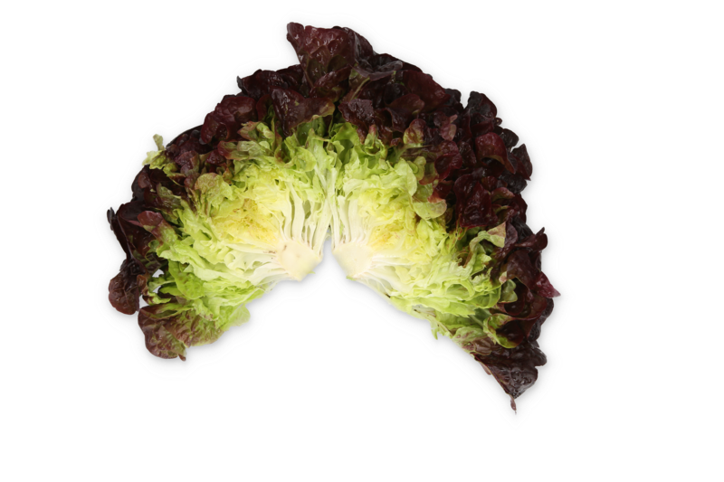 Lettuce Dakarai RZ (83-OA5664) Untreated Seeds
