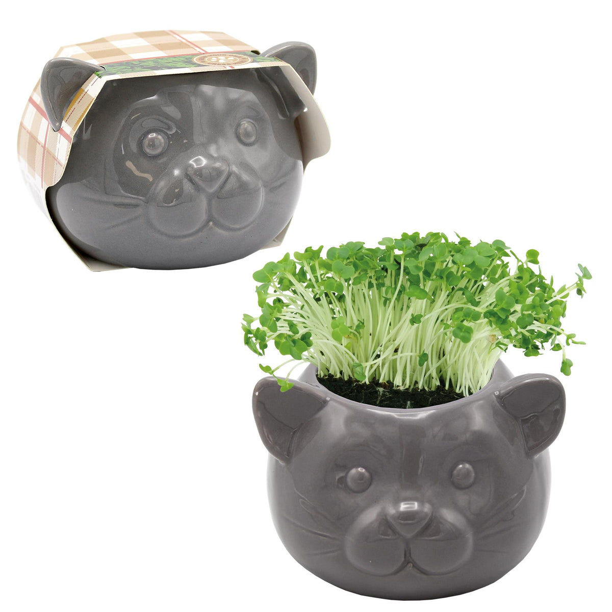 Cress Head Cat Novelty Planter Grow Kit – Grey | Bees Seeds