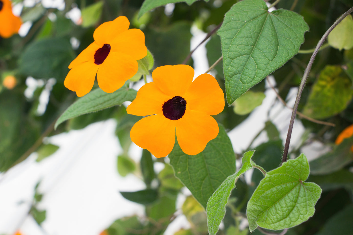Kings Seeds Thunbergia Alata Mixed Black Eyed Suzie 30 Seed