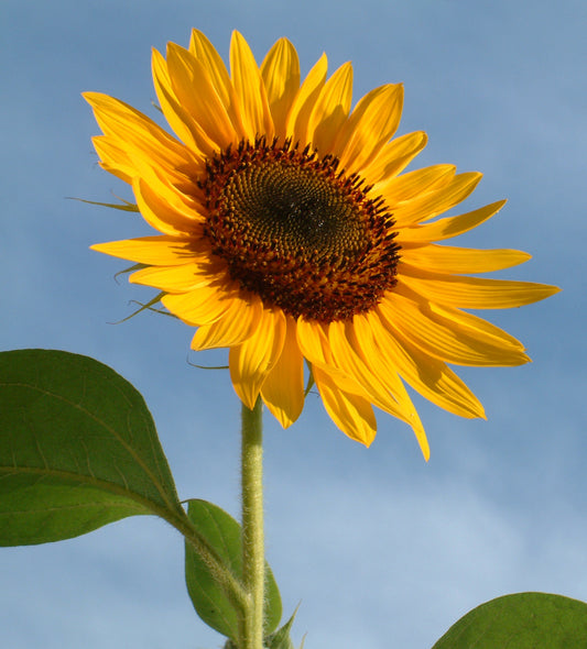 Sunflower Giant Single Seeds- Classic Tall Yellow Variety
