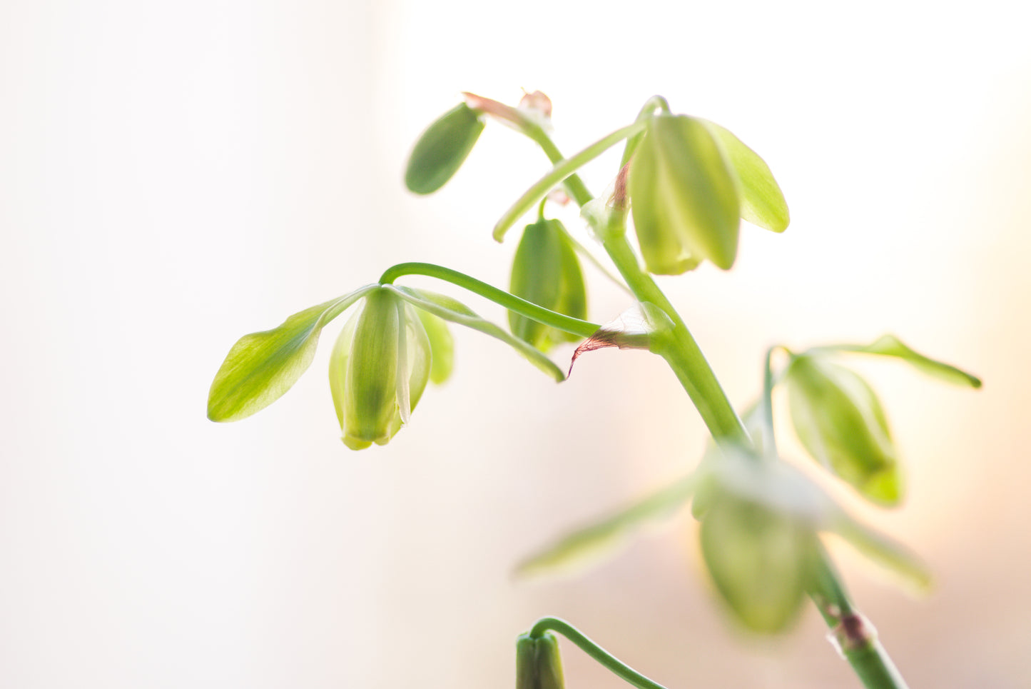 Albuca spiralis Seeds