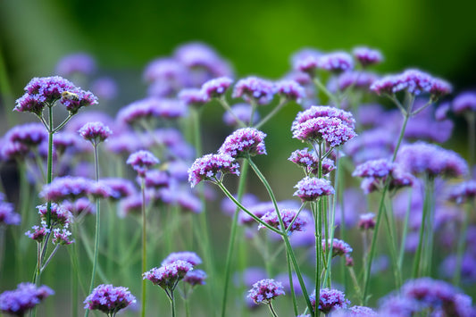 Verbena bonariensis Seeds