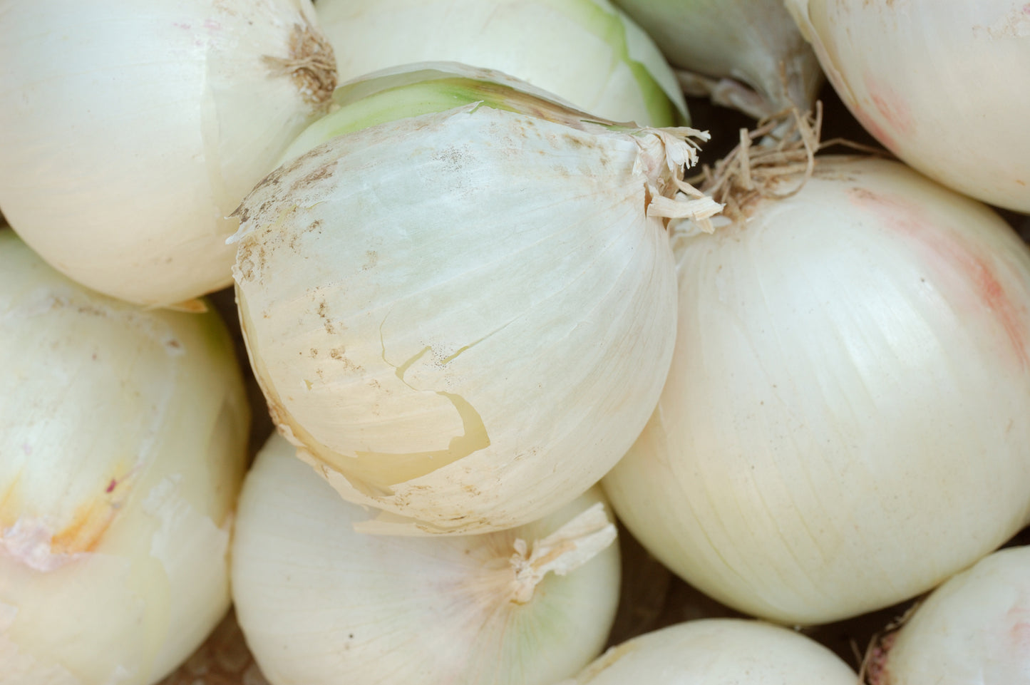 Spring Onion Paris Silverskin Seeds