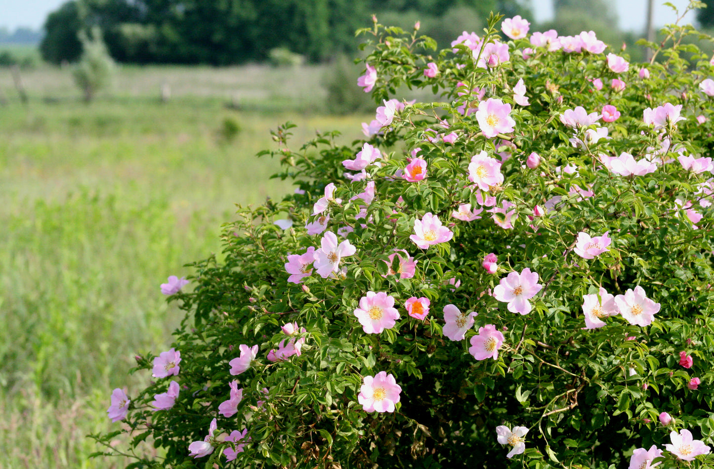 Rosa canina Dog Rose Seeds
