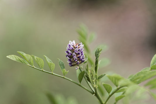 Liquorice Seeds Glycyrrhiza glabra