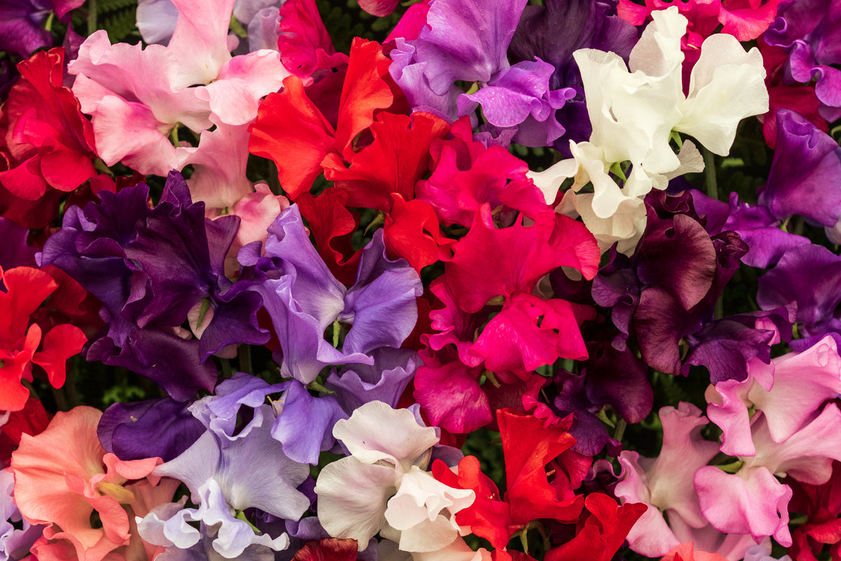 Sweet Pea Bouquet Mixed Seeds