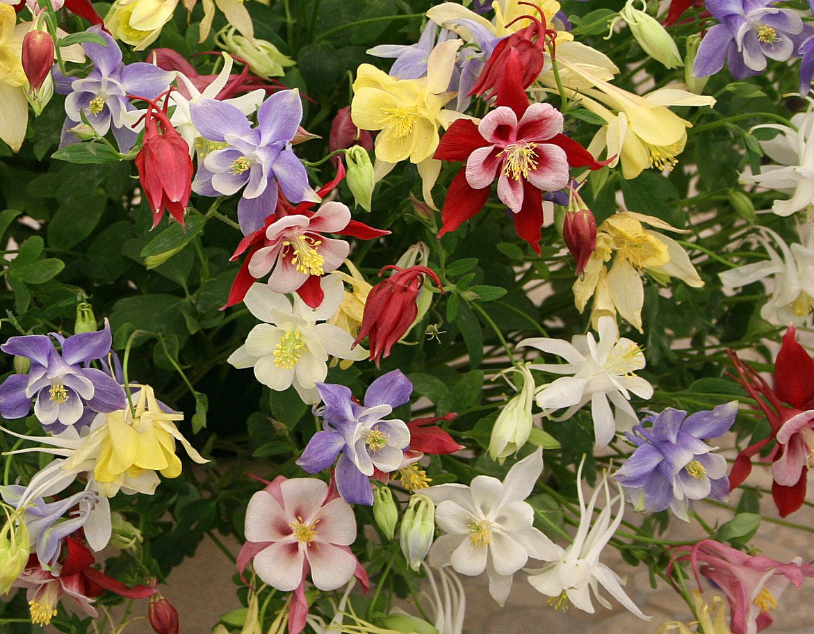 Kings Seeds Aquilegia McKanas Giant 175 Seed