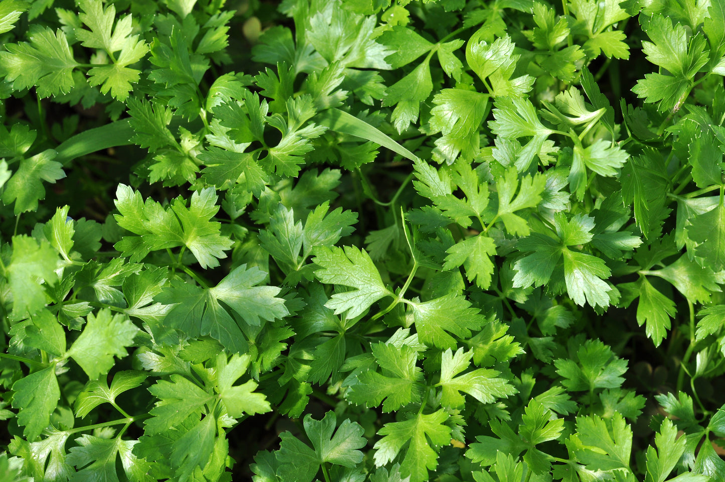 Organic Herb Parsley Plain Seeds