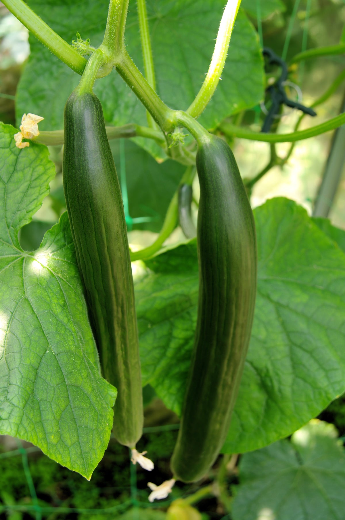 Cucumber La Diva Seeds