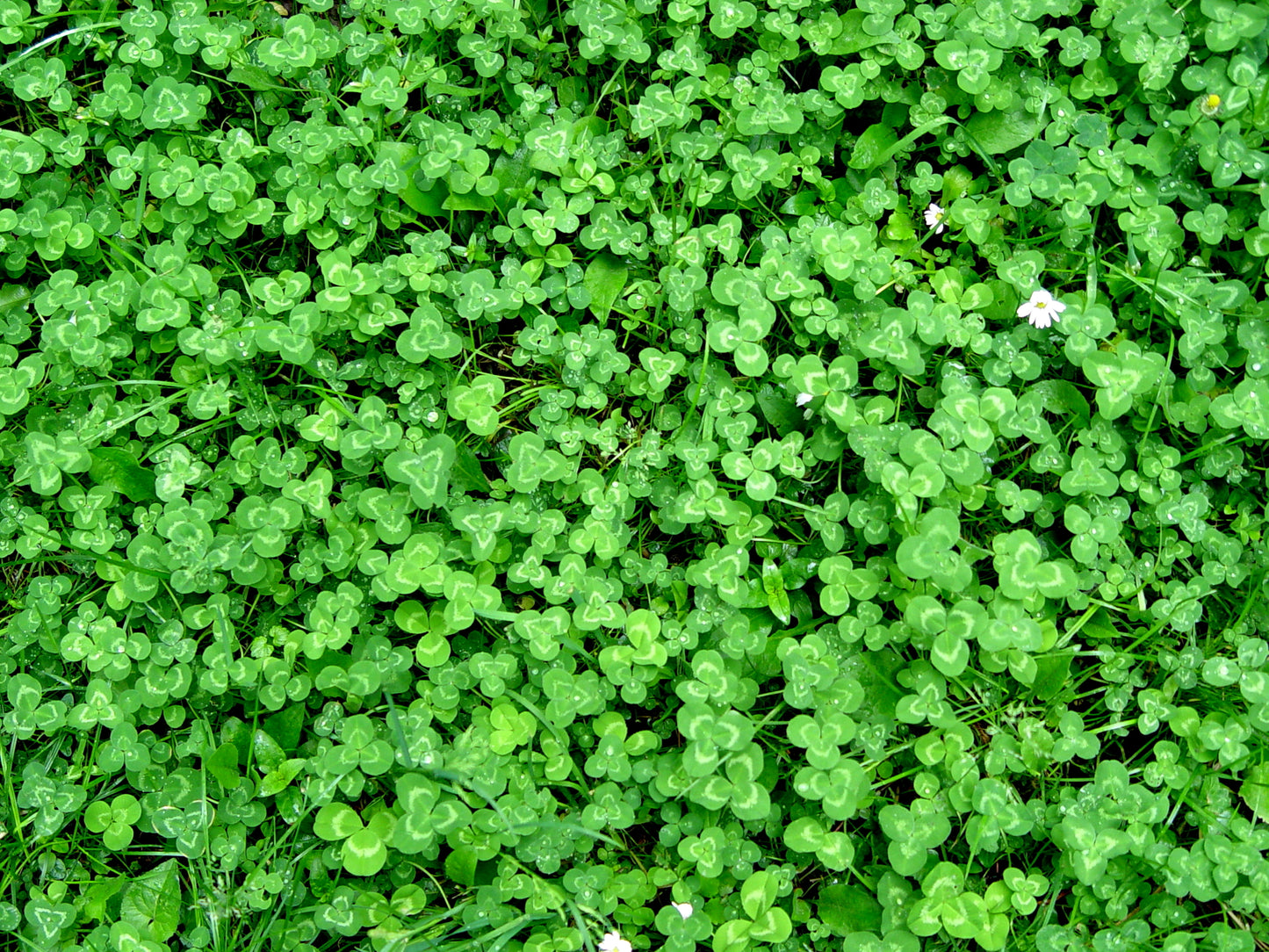 Green Manure Trefoil Seeds