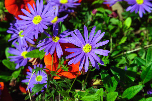Brachyscome iberidifolia Mixed Seeds