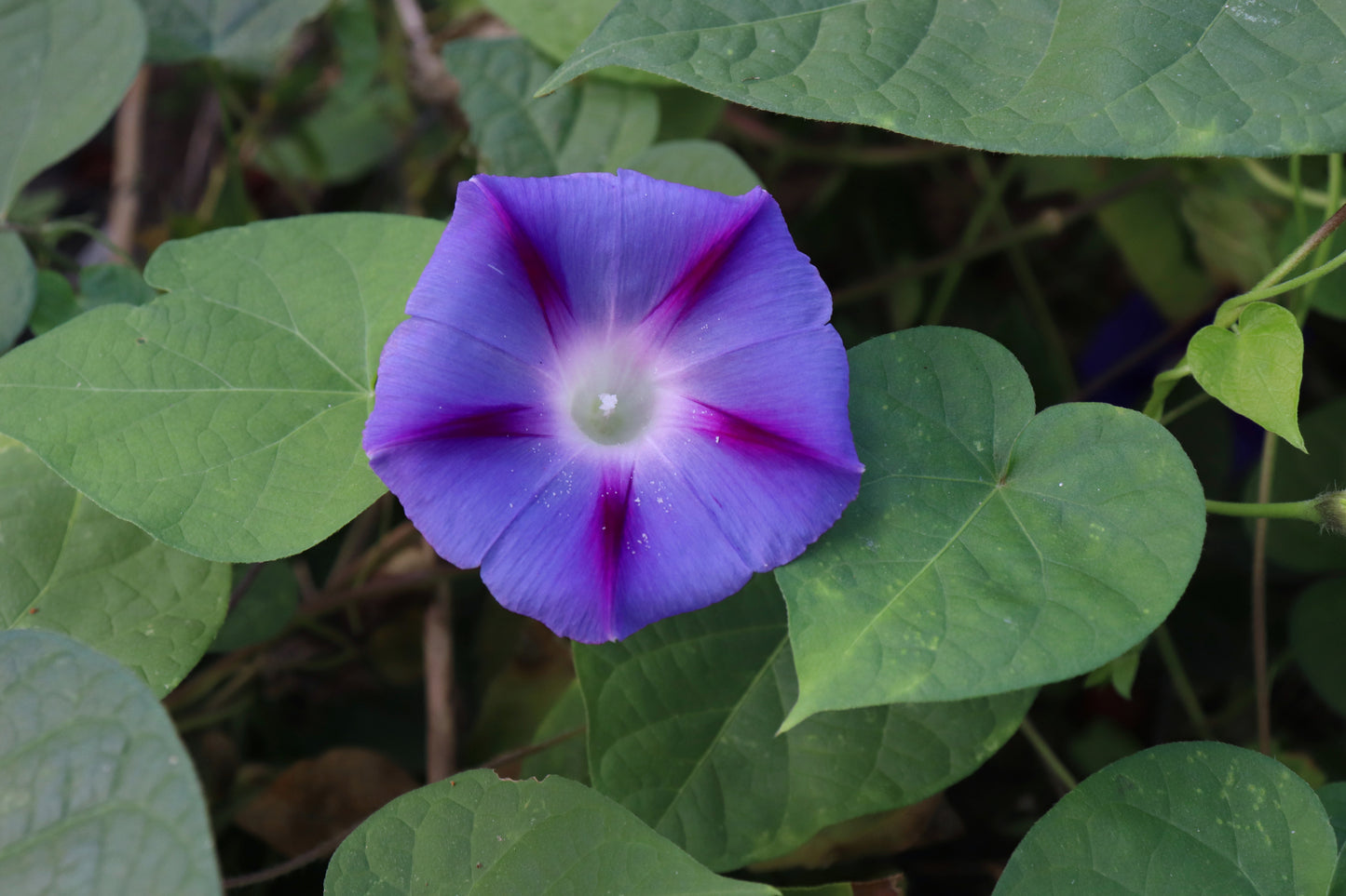 Morning Glory Ipomoea Kniolas Black Seeds