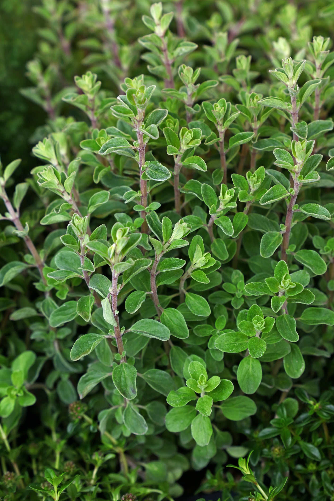 Suffolk Herbs Sweet Marjoram 1500 Seeds