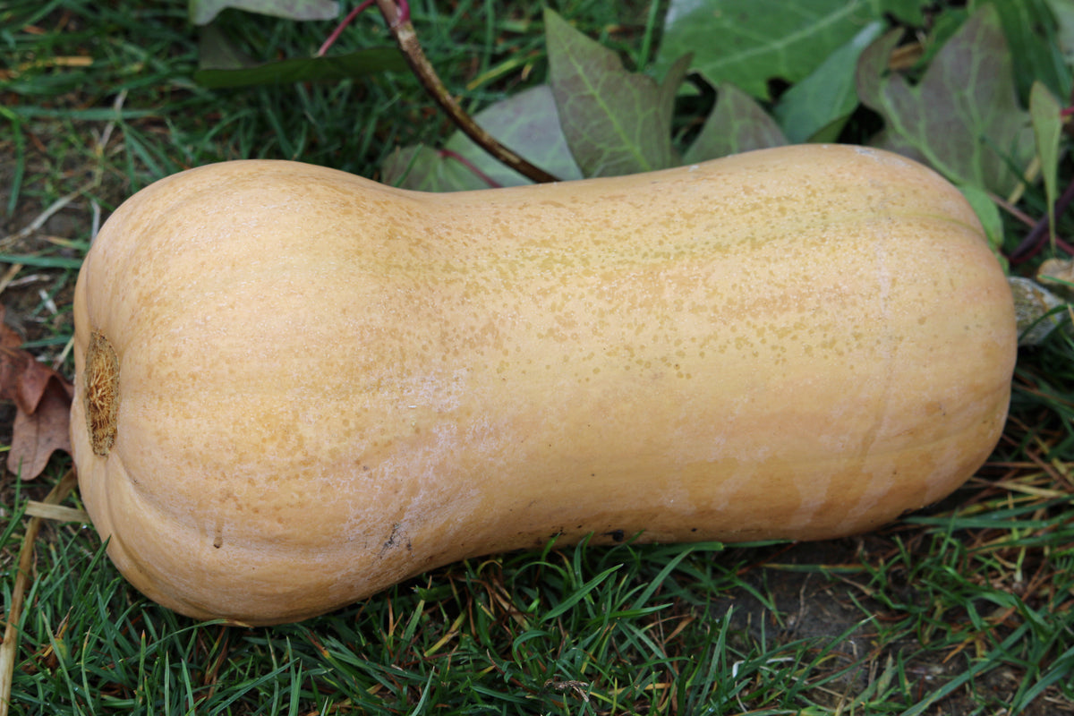 Waltham Butternut Squash Seeds – Winter Squash