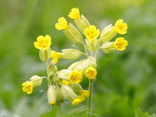 Primula veris - Hose in Hose Cowslip Seeds